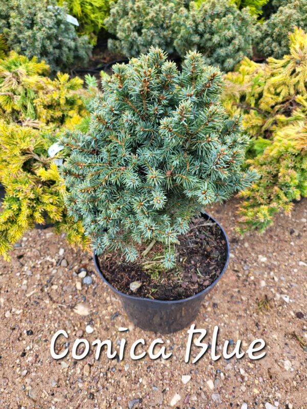 Kanada kuusk Conica Blue