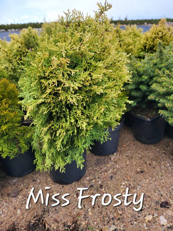 Elupuu Miss Frosty