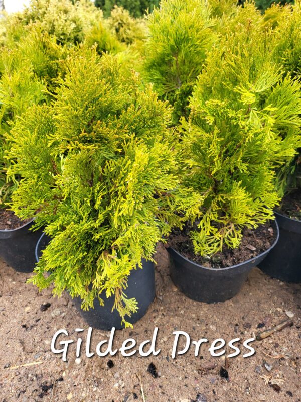 Elupuu Gilded Dress