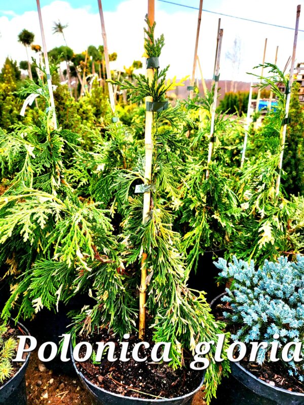 Elupuu Polonica gloria