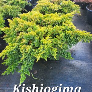 Kadakas Kishiogima 20/25 cm