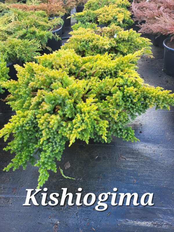 Kadakas Kishiogima 20/25 cm