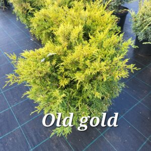 Kadakas Old Gold 35/45 cm