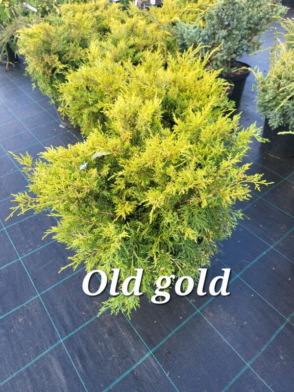 Kadakas Old Gold 35/45 cm