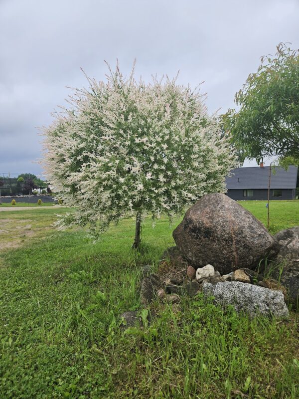 Poogitud paju Hakuro Nishiki