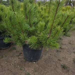 Mägimänd Pinus Mugo  pumilio 2L