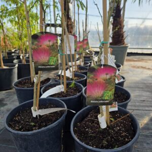 albizia-julibrissin-siidipuu.jpg