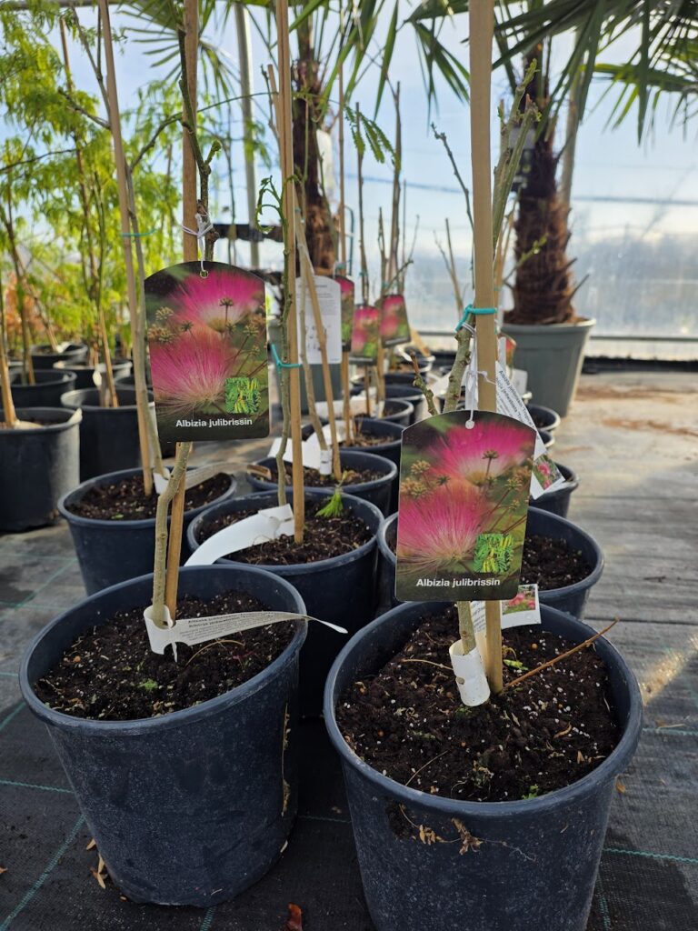 albizia-julibrissin-siidipuu.jpg
