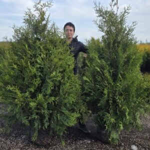 Elupuu Brabant 180/210 cm
