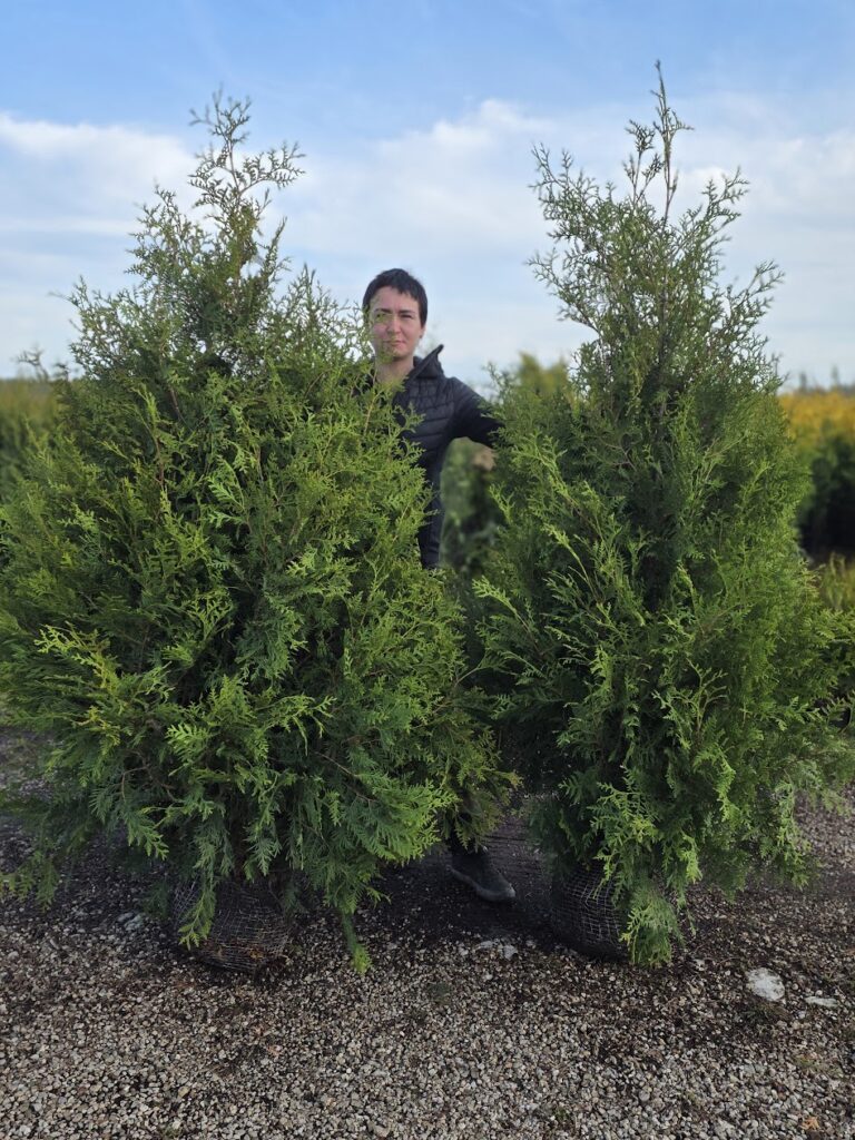 Elupuu Brabant 180/210 cm