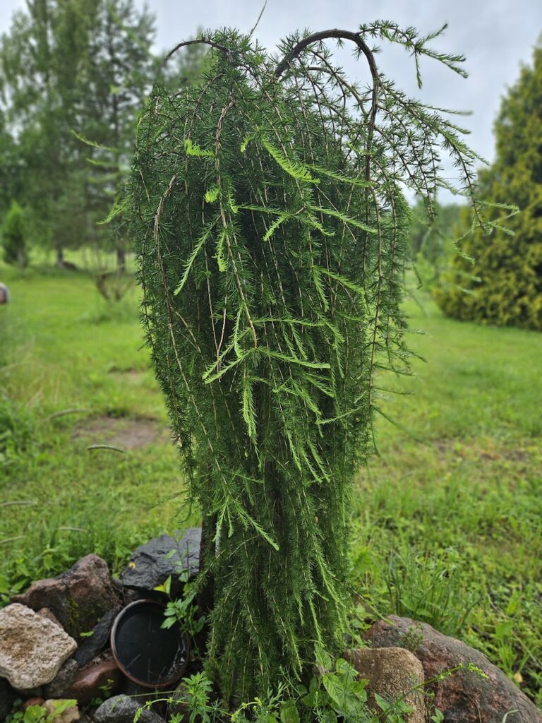 Poogitud tüvilehis