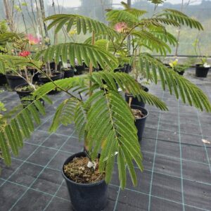 Siidipuu Albizia Rosea