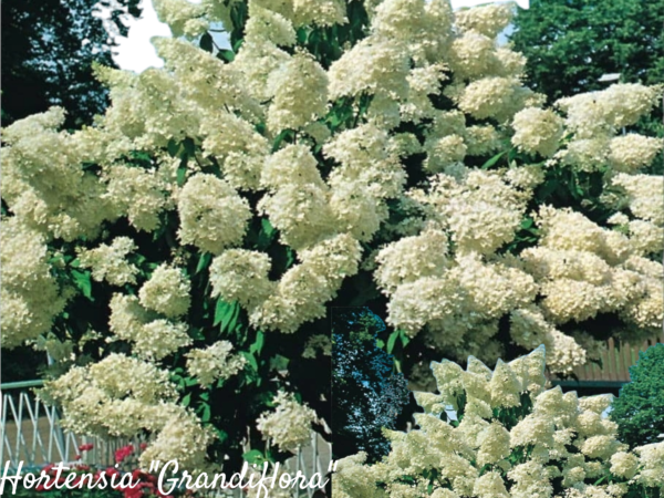 Hortensia Grandiflora
