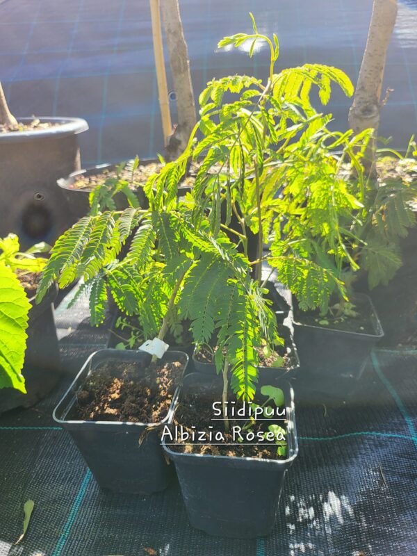 Siidipuu Albizia Rosea