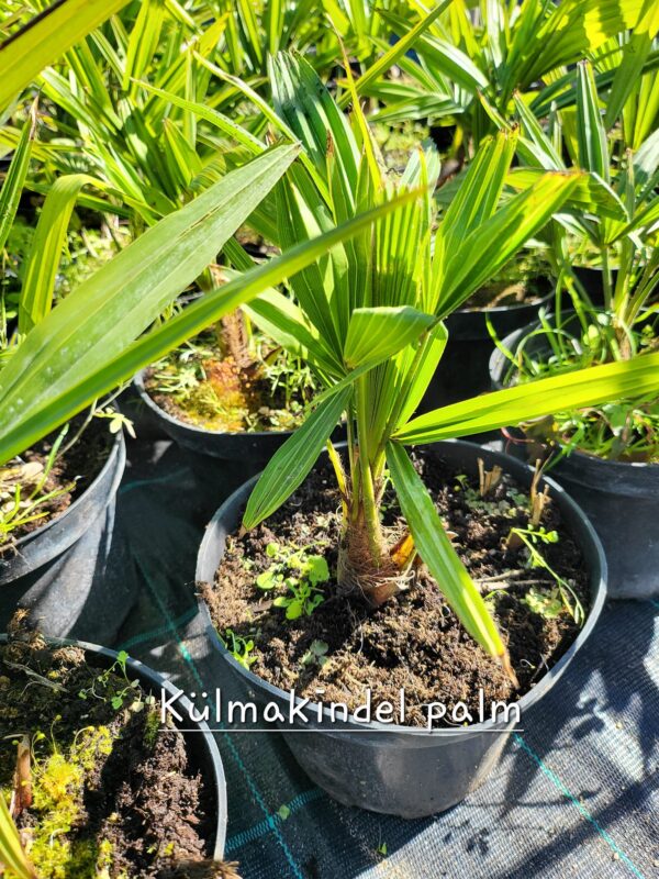 Külmakindel palm Trachycarpus fortunei
