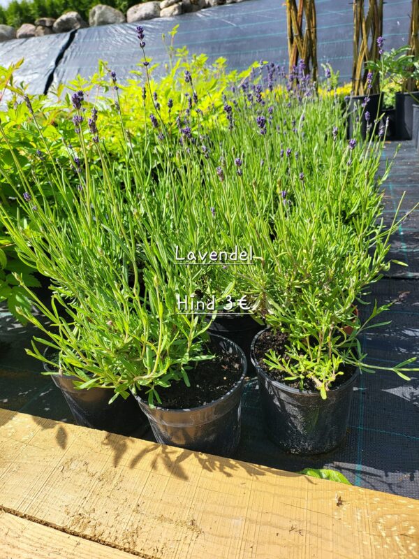 Lavendel
