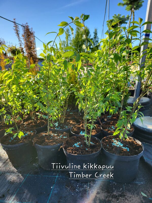 Tiivuline kikkapuu Timber Creek