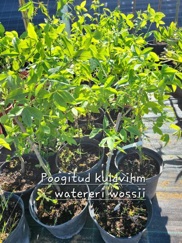 Poogitud kuldvihm Watereri vossii