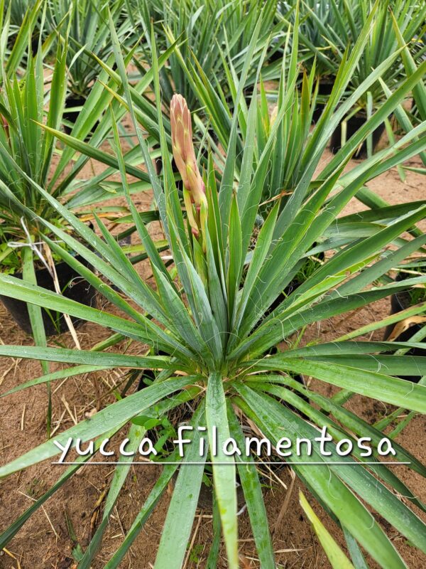 Tääkliilia Yucca filamentosa