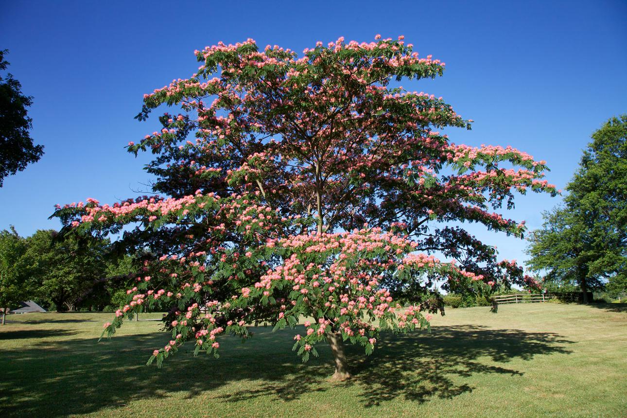 Albizia  Siidipuu