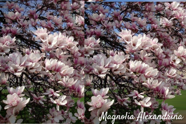 Magnoola Alexandrina 100 cm