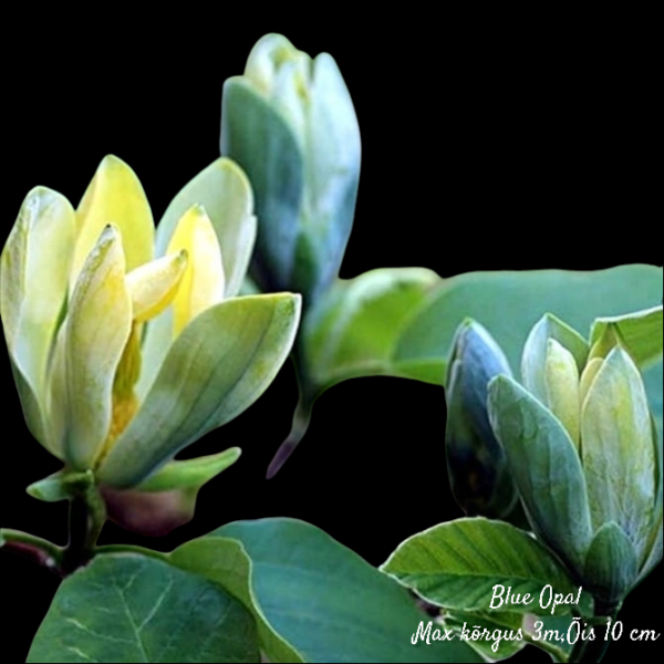 Magnoolia Blue Opal 80/120 cm