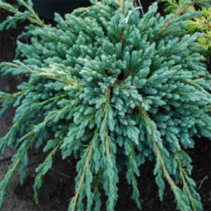 Kadakas Blue Spider 10/15 cm