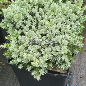 Kadakas Blue Star 15/20 cm