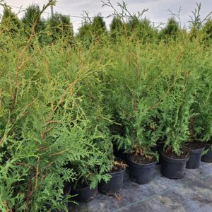 Elupuu Brabant 65/70 cm,hind 4€