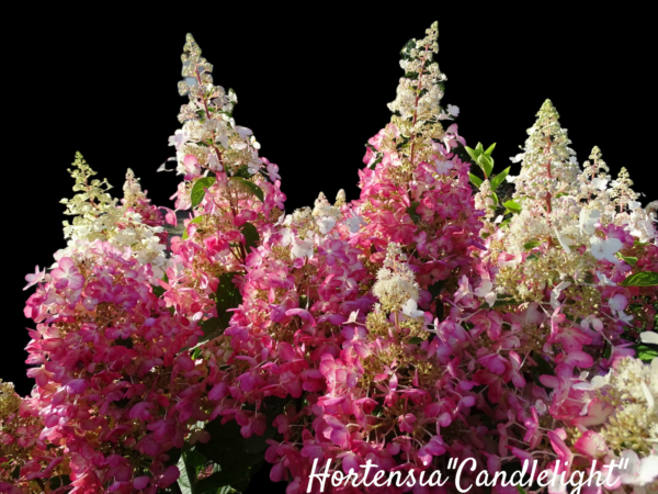 Hortensia Candlelight