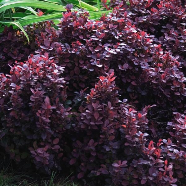 Thunbergi kukerpuu Berberis Concorde