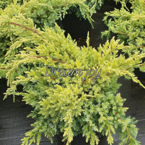 Kadakas Denfa Malachit 40/50 cm