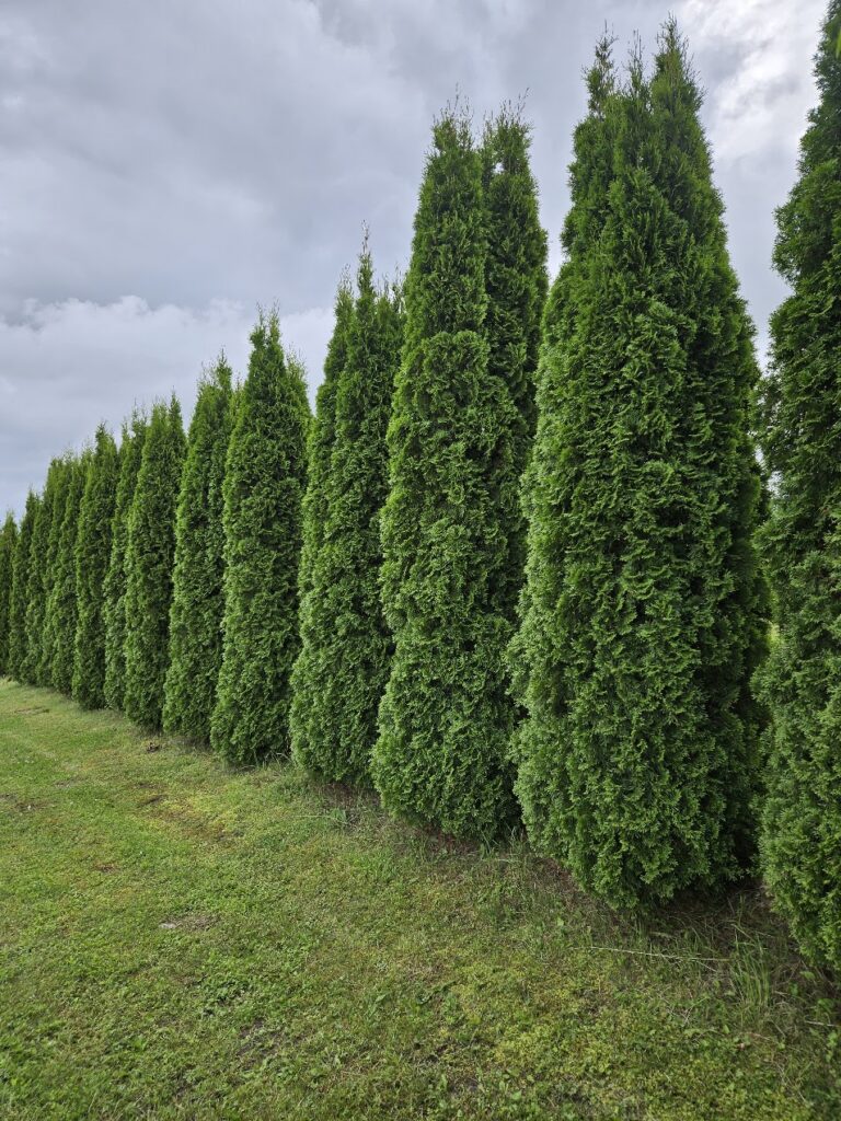 Elupuud Smaragd 250/290 cm/ Levala Puukool