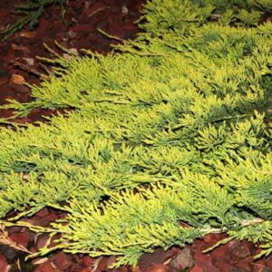 Kadakas Golden Carpet 20/25 cm