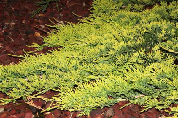 Kadakas Golden Carpet 20/25 cm