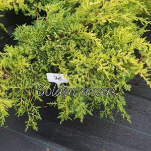 Kadakas Goldenkissen 20/25 cm