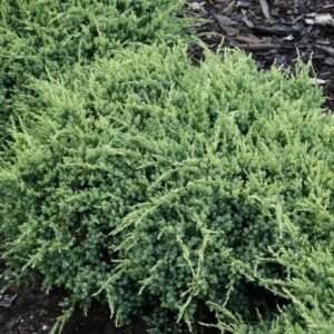 Kadakas Holger 15/20 cm