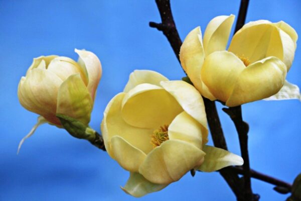 Magnoolia Honey Tulip 170/220 cm