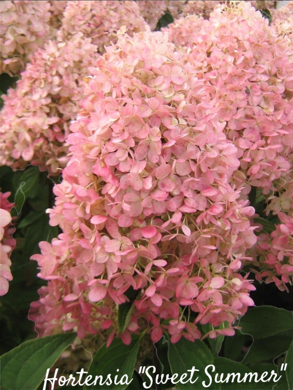 Hortensia Sweet Summer