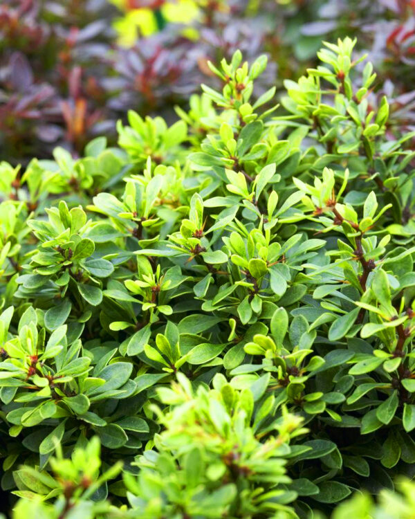 Thunbergi kukerpuu Berberis