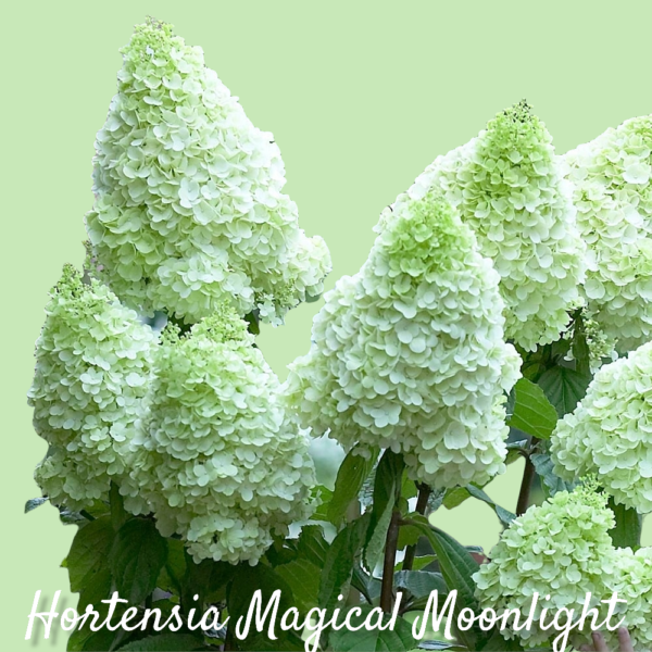 Hortensia Magical Moonlight