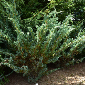 Kadakas Meyer 15/20 cm