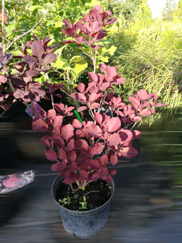 Parukapuu Royal Purple