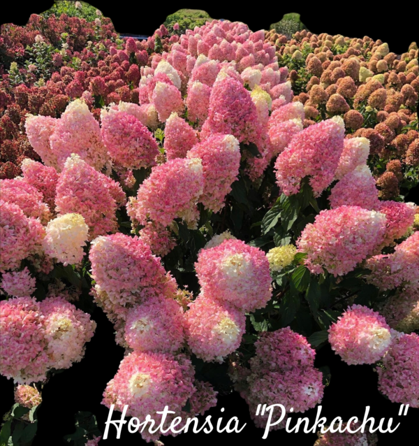 Hortensia Pinkachu