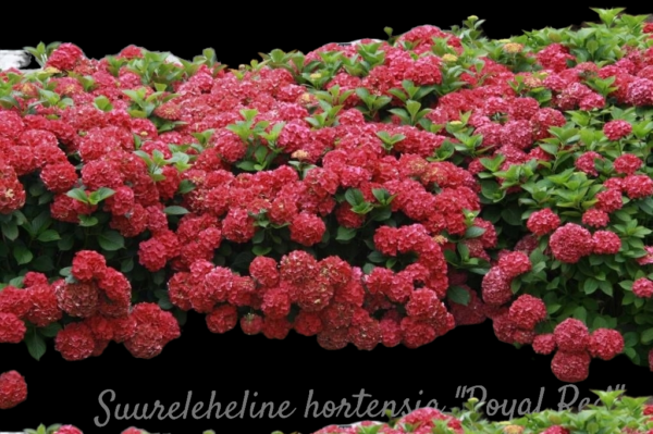 Hortensia Royal Red