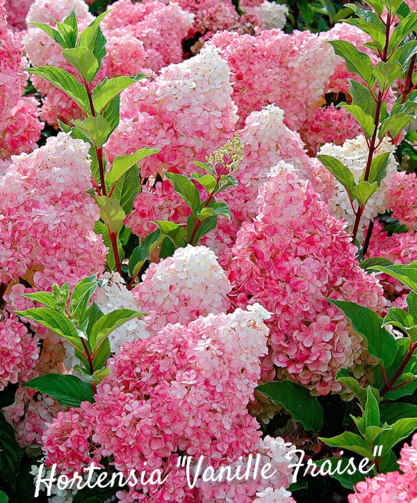 Hortensia Vanille Fraise