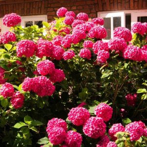 hortensia wims red punaste õitega aedhortensia