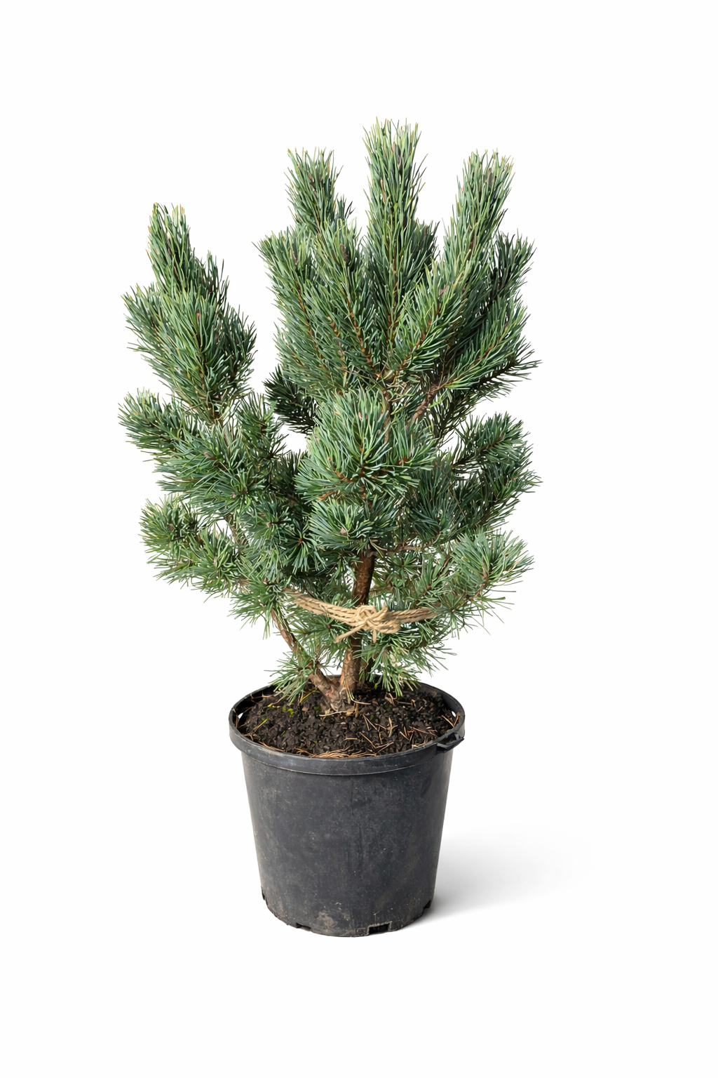 Pinus sylvestris Watereri