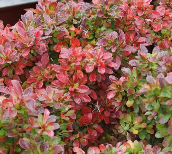 Thunbergi kukerpuu Berberis Bagatelle