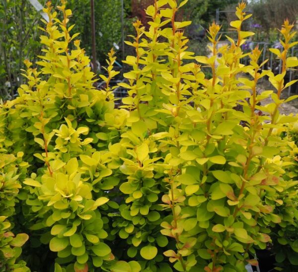Thunbergi kukerpuu Berberis Golden Rocket